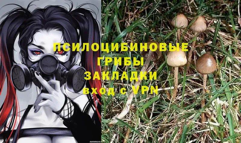 Псилоцибиновые грибы Psilocybe  Новошахтинск 